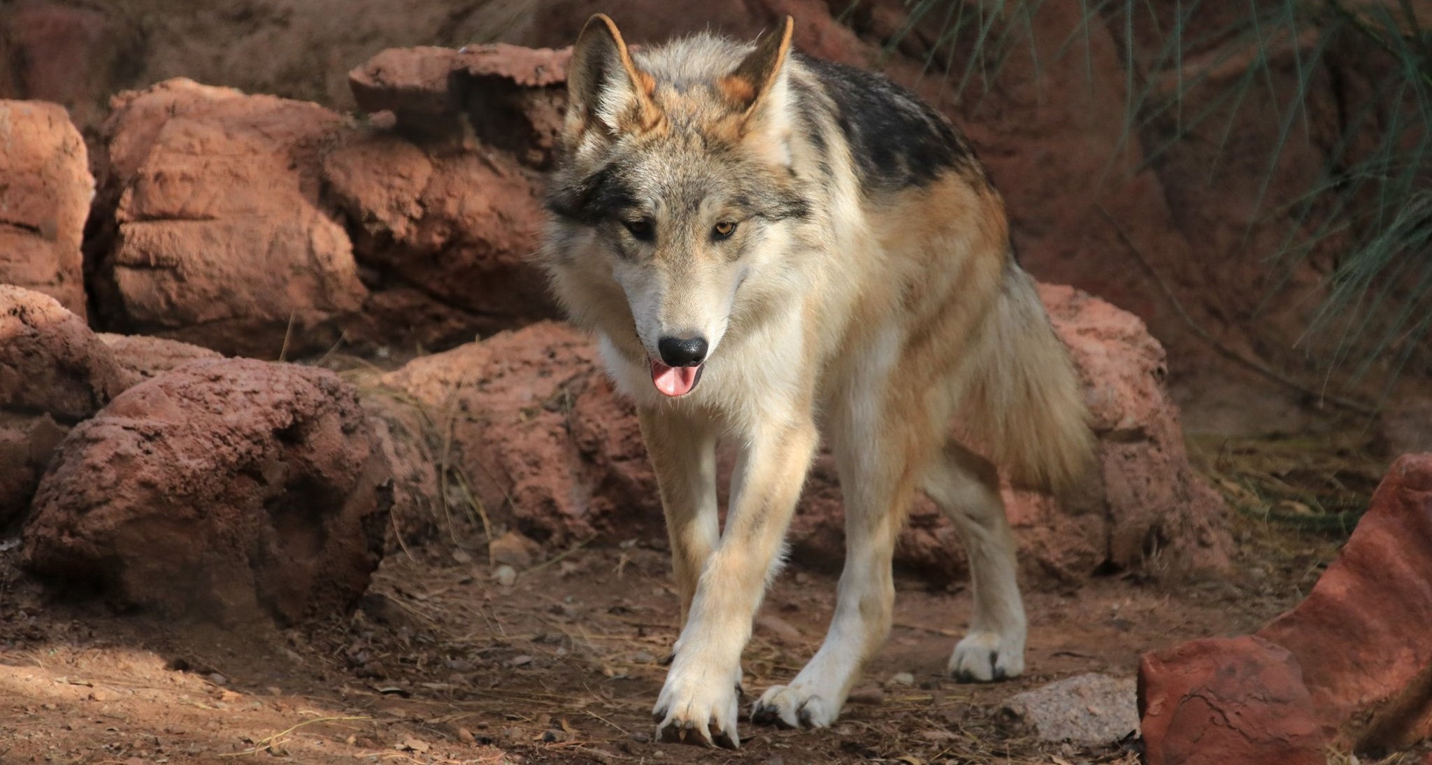 Mexican Gray Wolf 2021