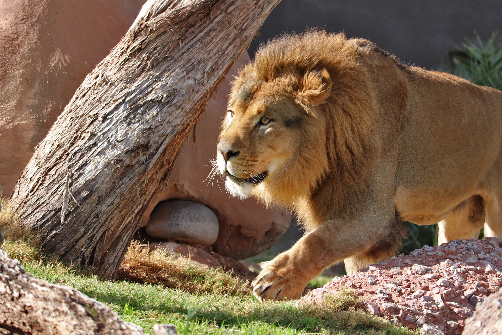 WLC African Lion 2020